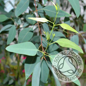 유칼립투스 라디아타 100ml 유기농 (Eucalyptus Radiata Essential Oil)  / 제조사 : 커풋 , 원산지 : 영국